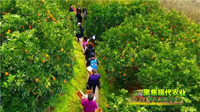 宜昌市将建国家柑橘公园 发展休闲农业
